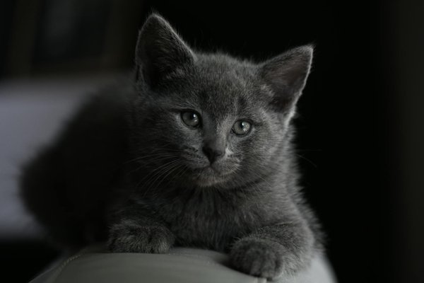 Des astuces pour comprendre le comportement de votre chat de gouttière